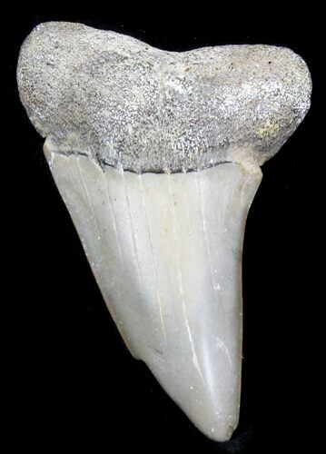 Bargain Fossil Mako Tooth - Maryland #29946